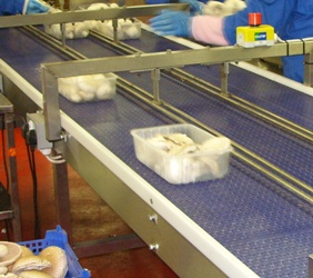mushroom sorting conveyors
